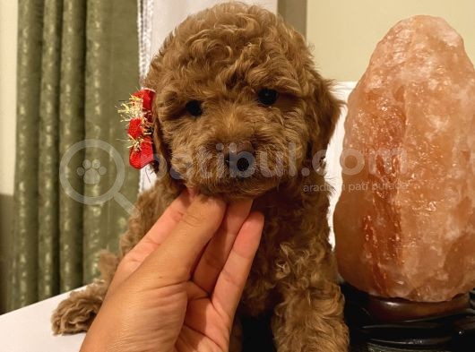Sağlık Ve Irk Garantili Poodle Yavrularımız görsel