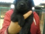 Labrador Yavruları Mama Ve Malzeme Kampanyalı
