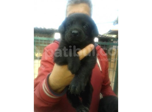 Labrador Yavruları Mama Ve Malzeme Kampanyalı görsel