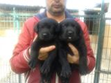 Labrador Yavruları Mama Ve Malzeme Kampanyalı