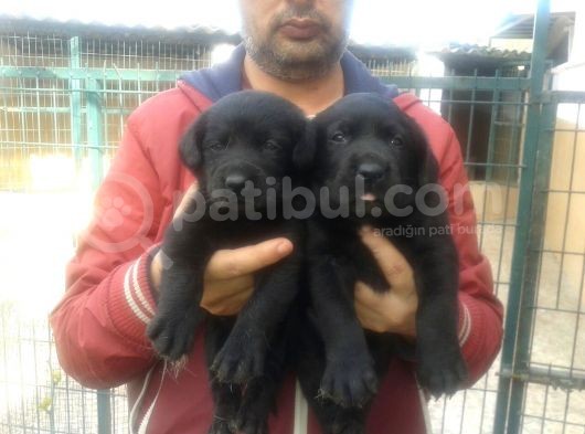 Labrador Yavruları Mama Ve Malzeme Kampanyalı görsel
