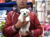 Korean Maltese Terrier Yavruları Mama Ve Malzeme Kampanyali