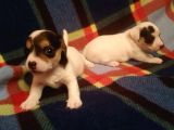 Jack Russell Yavruları Mama Ve Malzeme Kampanyalı