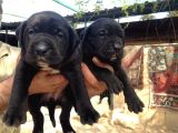 Cane Corsa Yavruları Mama Ve Malzeme Kampanyali
