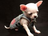 0 Chihuahua Yavruları Mama Ve Malzeme Kampanyali