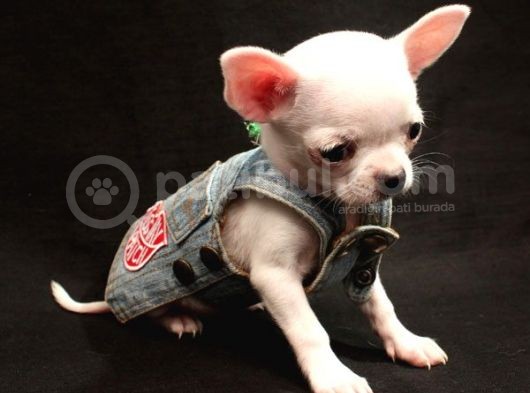 0 Chihuahua Yavruları Mama Ve Malzeme Kampanyali görsel