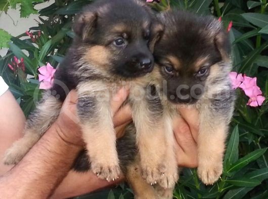 Alman Kurdu Yavruları Mama Ve Malzeme Kampanyali görsel