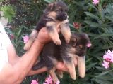 Alman Kurdu Yavruları Mama Ve Malzeme Kampanyali