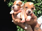 Jack Russell Yavruları Mama Ve Malzeme Kampanyalı
