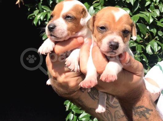 Jack Russell Yavruları Mama Ve Malzeme Kampanyalı