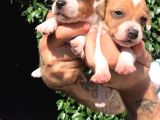 Jack Russell Yavruları Mama Ve Malzeme Kampanyalı