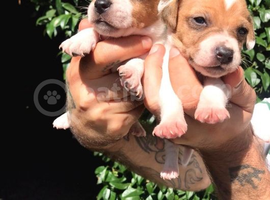 Jack Russell Yavruları Mama Ve Malzeme Kampanyalı görsel