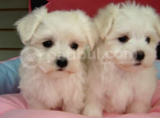 Korean Maltese Terrier Yavruları Mama Ve Malzeme Kampanyali görsel