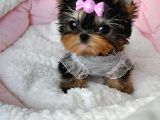 0 Yorkshire Terrier Yavruları Mama Ve Malzeme