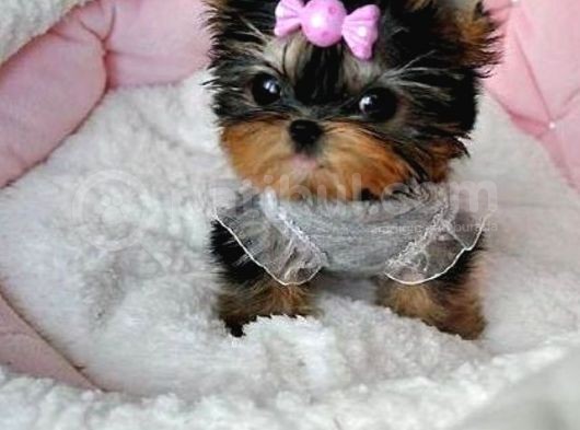 0 Yorkshire Terrier Yavruları Mama Ve Malzeme görsel