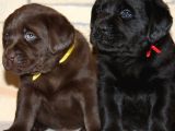 Labrador Yavruları Mama Ve Malzeme Kampanyalı