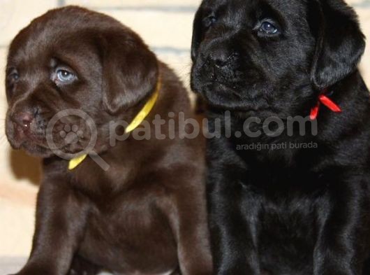 Labrador Yavruları Mama Ve Malzeme Kampanyalı görsel