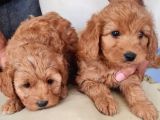 Poodle Maltipo Yavrular