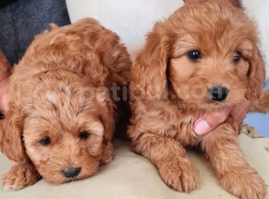 Poodle Maltipo Yavrular