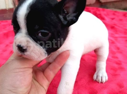 French Bulldog Yavrularımız Yeni Yuvalarına Gitmeye Hazır