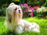 Shih Tzu Yavruları Mama Malzeme Kampanyali