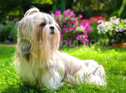 Shih Tzu Yavruları Mama Malzeme Kampanyali görsel