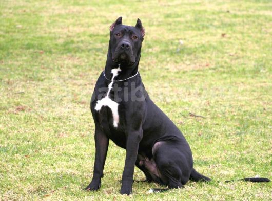 Cane Corsa Yavruları Mama Ve Malzeme Kampanyali görsel