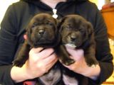 Cane Corsa Yavruları Mama Ve Malzeme Kampanyali