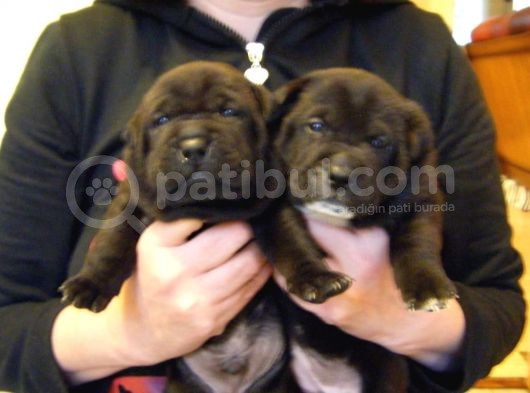 Cane Corsa Yavruları Mama Ve Malzeme Kampanyali görsel