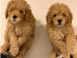Aşılı Pasaportlu Toy Poodle Bebekler