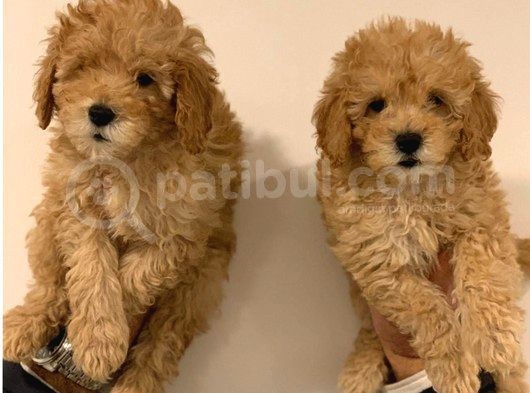 Aşılı Pasaportlu Toy Poodle Bebekler