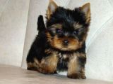 0 Yorkshire Terrier Yavruları Mama Ve Malzeme