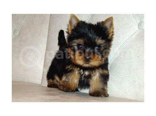 0 Yorkshire Terrier Yavruları Mama Ve Malzeme görsel