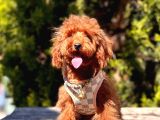 Safkan Toy Poodle