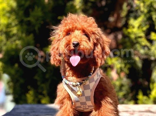 Safkan Toy Poodle görsel