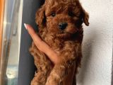 Karamelll.toypoodle In Yavruları
