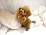 Mi̇ni̇ Toy Poodle Bebekleri̇mi̇z