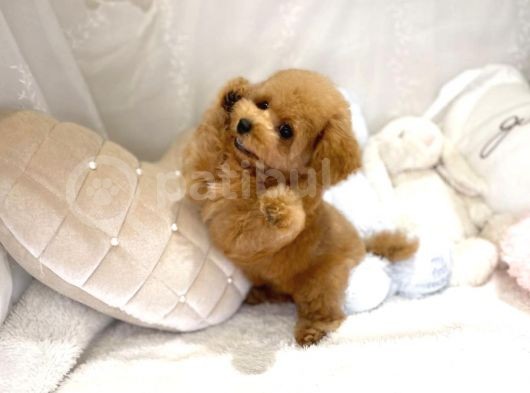 Mi̇ni̇ Toy Poodle Bebekleri̇mi̇z görsel