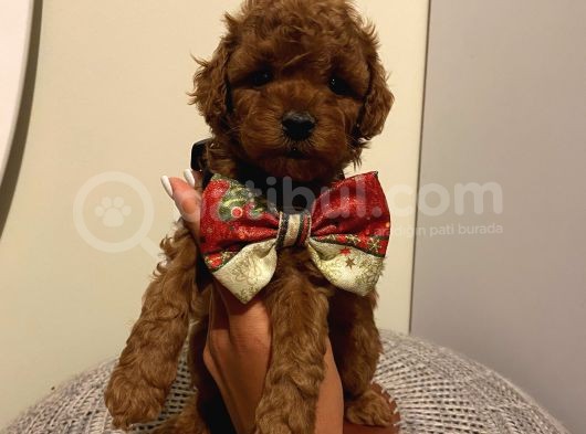 Karamelll.toypoodle In Yavruları görsel