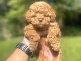 Bebek Surat Di̇şi̇ Poodle Bebeği̇mi̇z