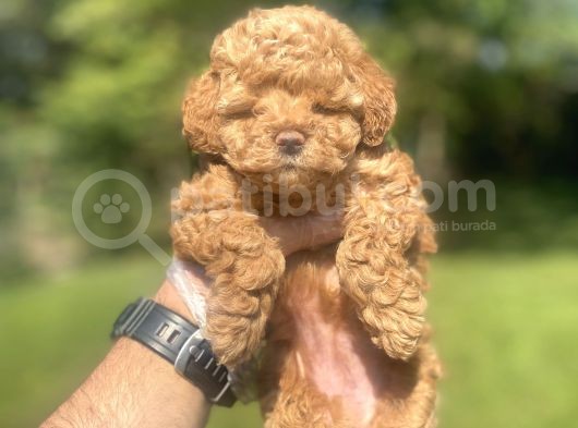 Bebek Surat Di̇şi̇ Poodle Bebeği̇mi̇z görsel