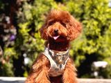Safkan Toy Poodle