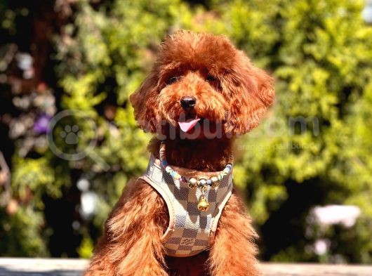 Safkan Toy Poodle görsel