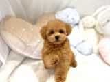 Mi̇ni̇ Toy Poodle Bebekleri̇mi̇z