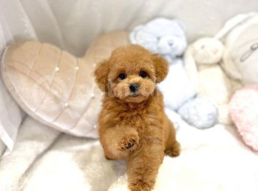 Mi̇ni̇ Toy Poodle Bebekleri̇mi̇z