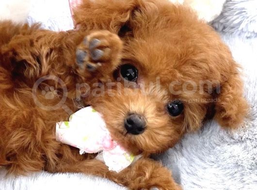 Safkan Toy Poodle Bebekler görsel