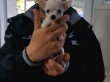 0 Chihuahua Yavruları Mama Ve Malzeme Kampanyali