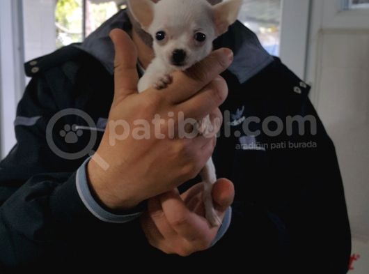 0 Chihuahua Yavruları Mama Ve Malzeme Kampanyali görsel