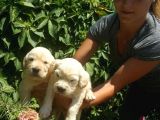 Golden Retrivers Yavruları Mama Ve Malzeme Kampanlali