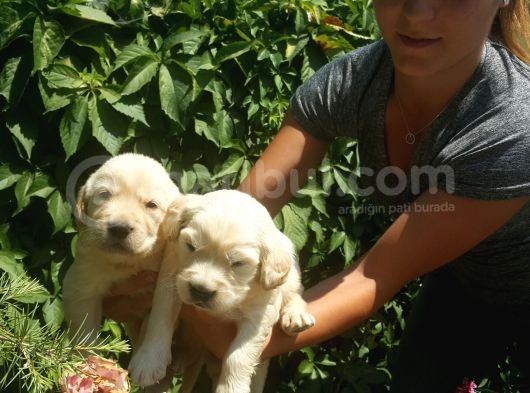 Golden Retrivers Yavruları Mama Ve Malzeme Kampanlali görsel